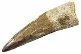 Fossil Spinosaurus Tooth - Real Dinosaur Tooth #360184-1